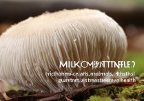 羊肚菌的营养价值