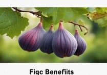 无花果的功效