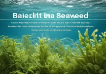 海带的功效与作用