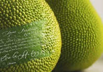 木菠萝的营养价值及功效