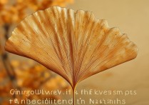 银杏叶片的功效与主治