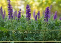 丹参的功效与作用