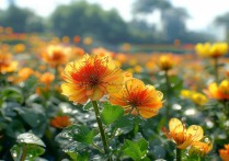 芙蓉旅游景点有哪些必打卡的隐藏小众玩法？