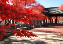 苏州枫叶景点有哪些？秋季赏枫最佳地点推荐？