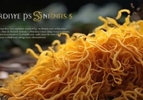 虫草对身体有什么好处