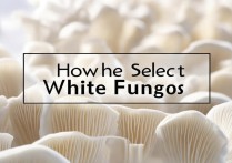 白木耳怎么挑选