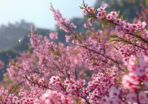 无锡樱花景点哪里开得最好？2024最佳观赏时间与路线推荐