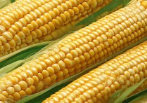 玉米的功效与作用