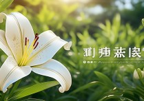 百合的功效