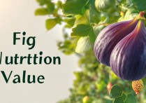 无花果的营养价值