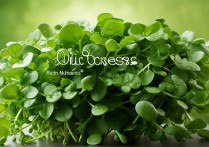 油麦菜的营养价值