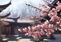 苏州梅花景点2024最佳观赏期是几月？哪里人少景美？