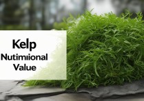 海带的营养价值