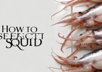 鱿鱼怎么挑选