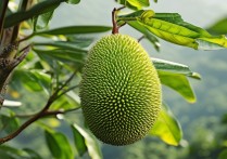 山竹的作用与功效