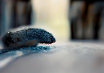 九江市区必去景点有哪些？2024最新排名前十推荐。