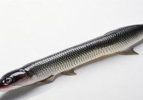 鳗鱼的营养价值