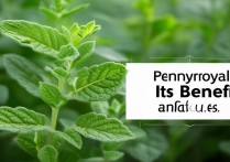 荆芥的功效与作用