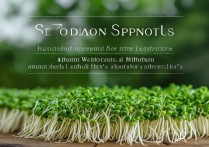 豆芽的营养价值及功效