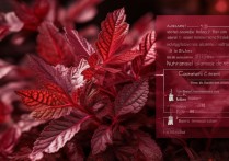 红苋菜的营养价值