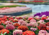 广州花海景点哪里赏花人少又出片？