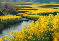 四川油菜花景点哪里开得最好看？最佳观赏时间和路线是什么？