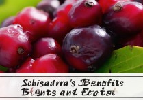 五味子的功效与作用