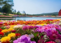 南宁市区内免费花海景点在哪里？最佳观赏时间和路线是什么？