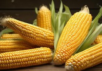 玉米营养价值