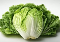 小白菜的营养价值及功效