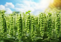 豌豆的营养价值及功效