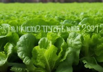 莴笋的营养价值