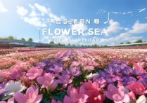 深圳花海旅游景点哪里人少拍照好看？