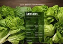 生菜的营养价值