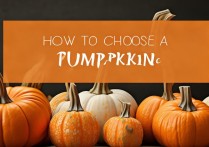 南瓜怎么挑选