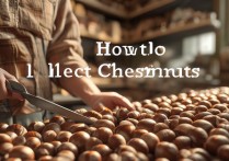 栗子怎么挑选