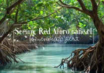 景点红树林最佳观赏时间是什么时候？