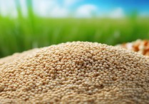 藜麦的营养价值及功效