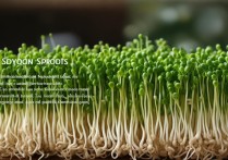 黄豆芽的营养价值及功效