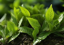 桑叶茶的功效与主治