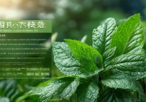 羽衣甘蓝的功效与作用