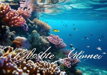 国内有哪些适合新手的潜水景点？