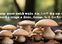 姬松茸怎么挑选