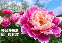 攀枝花旅游景点中，有哪些是游客不容错过的神秘之地？