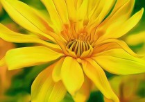 猴岛旅游攻略，揭秘这些必游景点，你了解多少？