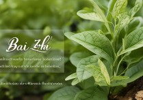 白芷的功效与作用