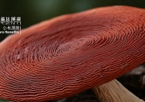 灵芝有什么功效