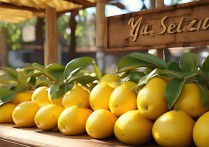 柚子的挑选方法