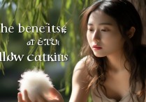 柳絮吃了有什么好处