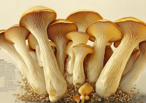 金针菇的营养价值